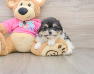 7 week old Pomachon Puppy For Sale - Lone Star Pups
