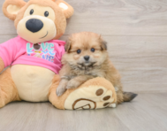 6 week old Pomachon Puppy For Sale - Lone Star Pups