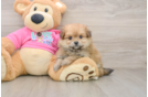 Pomachon Puppy for Adoption