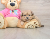5 week old Pomachon Puppy For Sale - Lone Star Pups