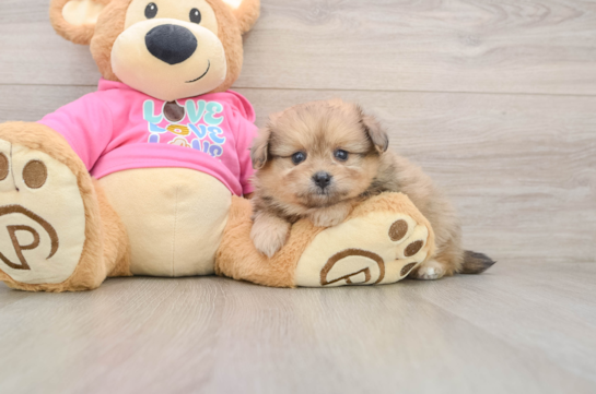 Cute Pomachon Baby