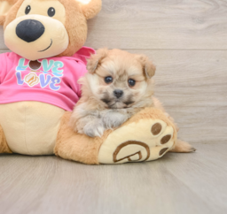 5 week old Pomachon Puppy For Sale - Lone Star Pups