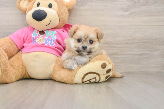 Pomachon Puppy for Adoption