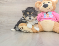 5 week old Pomachon Puppy For Sale - Lone Star Pups