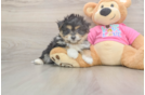 Best Pomachon Baby