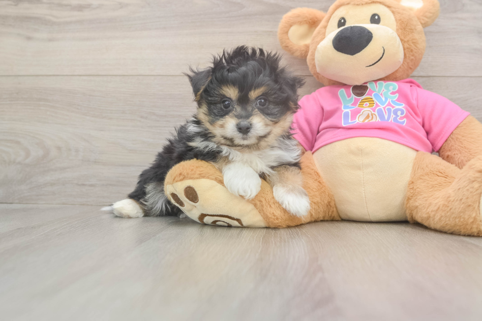 Best Pomachon Baby