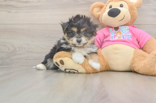 Best Pomachon Baby
