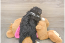Pomachon Puppy for Adoption