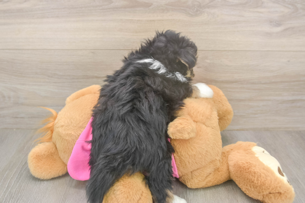 Pomachon Puppy for Adoption