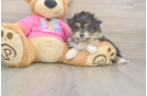 Pomachon Pup Being Cute