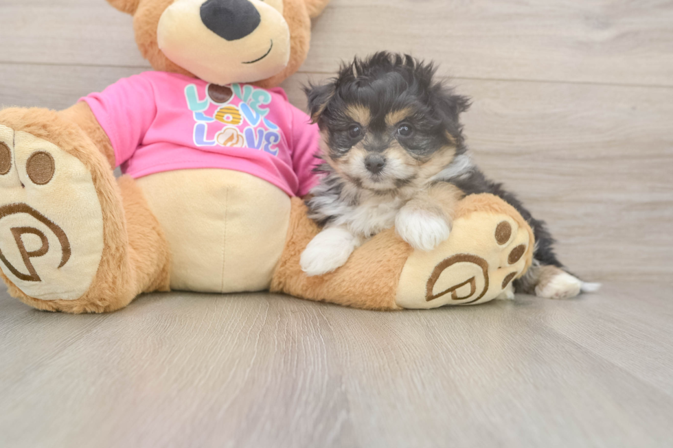 Pomachon Pup Being Cute