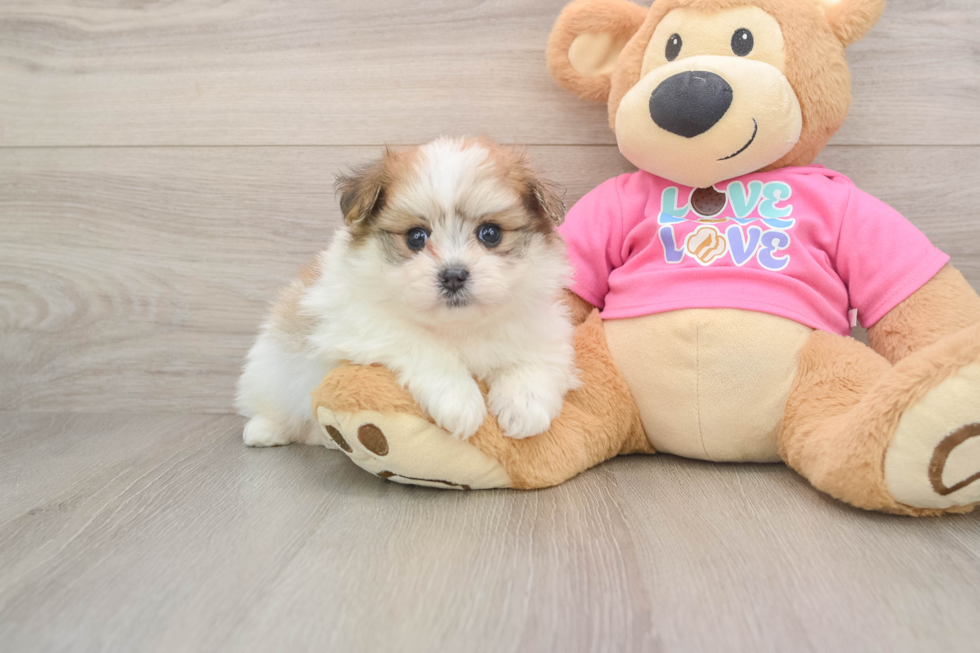 Cute Pomachon Baby