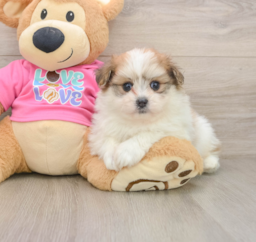 5 week old Pomachon Puppy For Sale - Lone Star Pups
