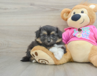 6 week old Pomachon Puppy For Sale - Lone Star Pups