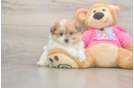 Pomachon Pup Being Cute
