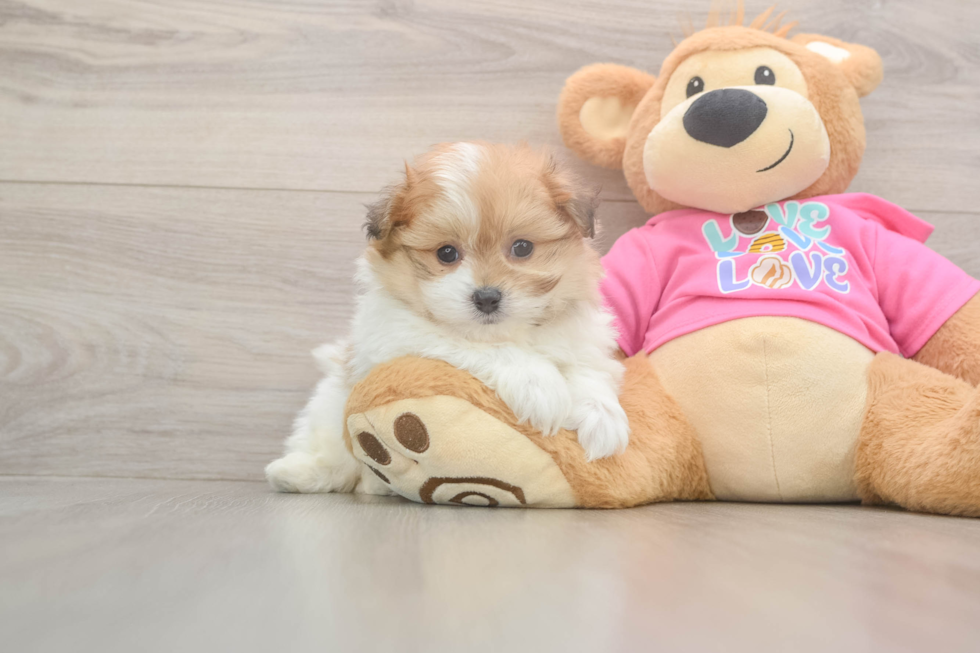 Pomachon Pup Being Cute