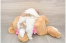 Pomachon Pup Being Cute