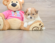 5 week old Pomachon Puppy For Sale - Lone Star Pups