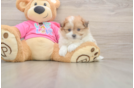 Best Pomachon Baby