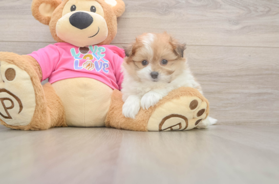 Best Pomachon Baby
