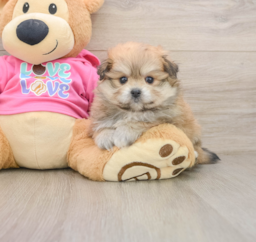5 week old Pomachon Puppy For Sale - Lone Star Pups