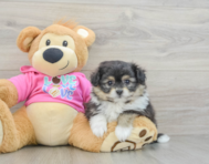 6 week old Pomachon Puppy For Sale - Lone Star Pups