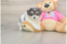 Playful Pom Frise Designer Puppy