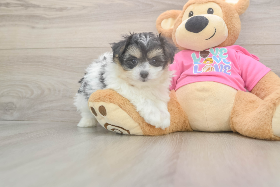 Playful Pom Frise Designer Puppy