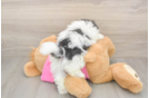 Best Pomachon Baby