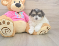 5 week old Pomachon Puppy For Sale - Lone Star Pups