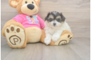 Pomachon Pup Being Cute