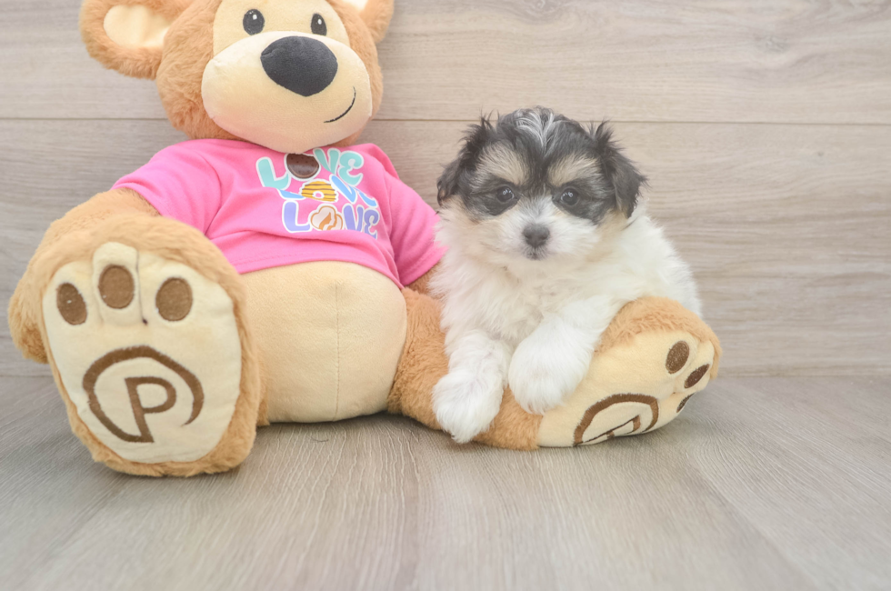 6 week old Pomachon Puppy For Sale - Lone Star Pups