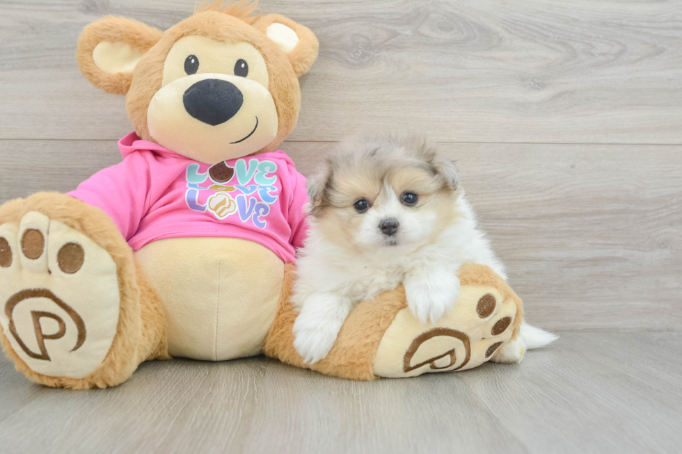 Little Pom Frise Designer Puppy