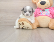 6 week old Pomachon Puppy For Sale - Lone Star Pups