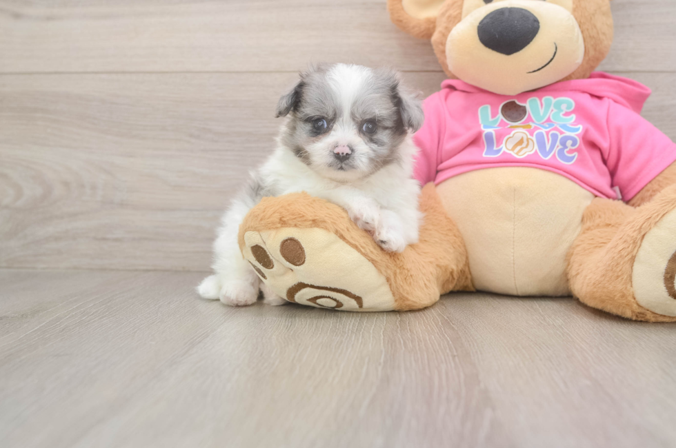 6 week old Pomachon Puppy For Sale - Lone Star Pups