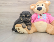 5 week old Pomachon Puppy For Sale - Lone Star Pups