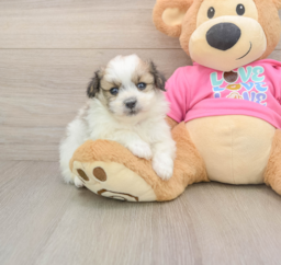 5 week old Pomachon Puppy For Sale - Lone Star Pups