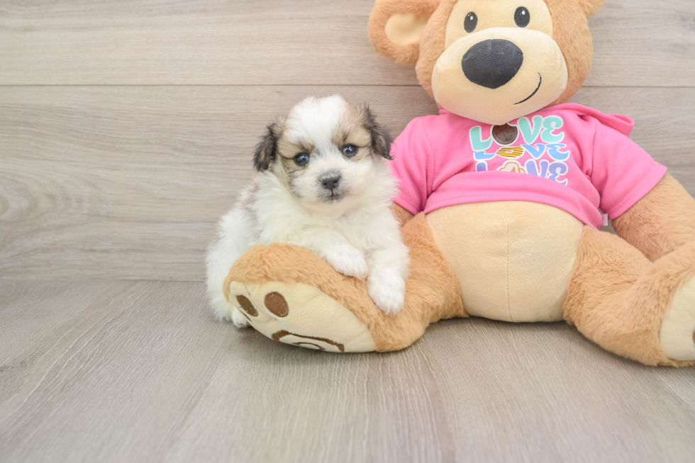 Pomachon Puppy for Adoption