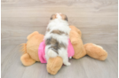 Pomachon Pup Being Cute