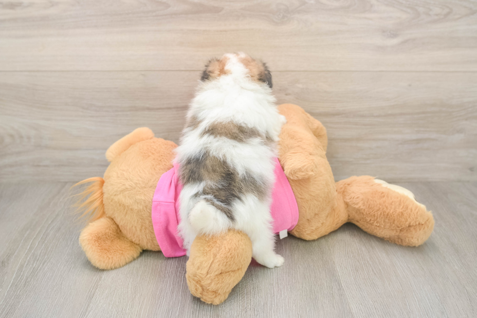 Pomachon Pup Being Cute