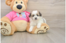 Best Pomachon Baby