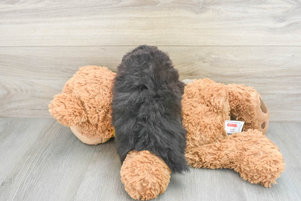 Pomachon Puppy for Adoption