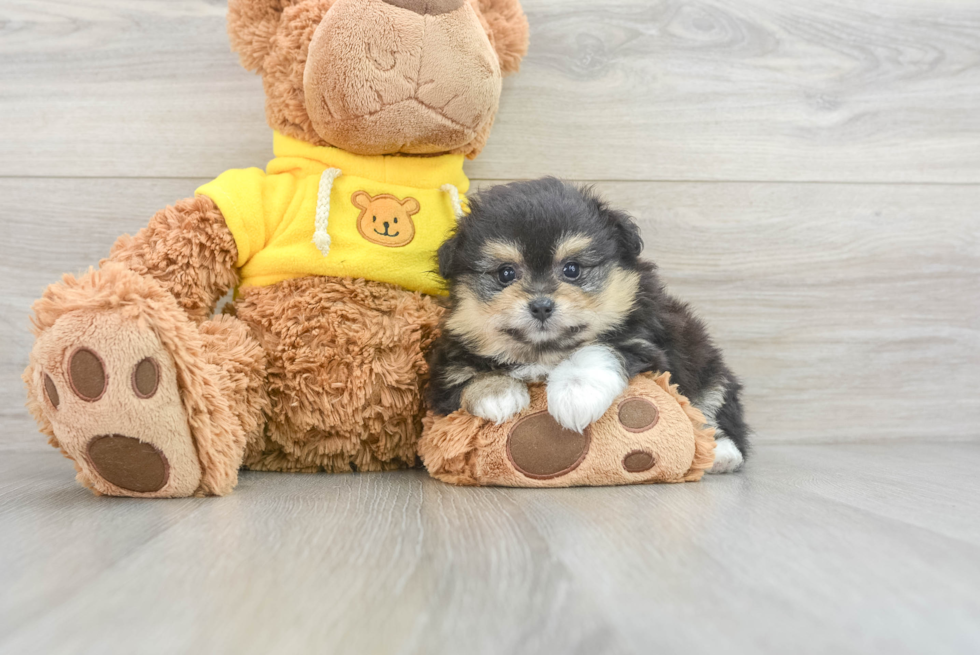 Smart Pomachon Designer Pup