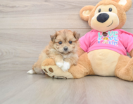 5 week old Pomachon Puppy For Sale - Lone Star Pups
