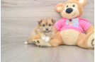 Pomachon Pup Being Cute