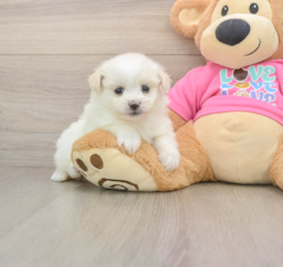 5 week old Pomachon Puppy For Sale - Lone Star Pups