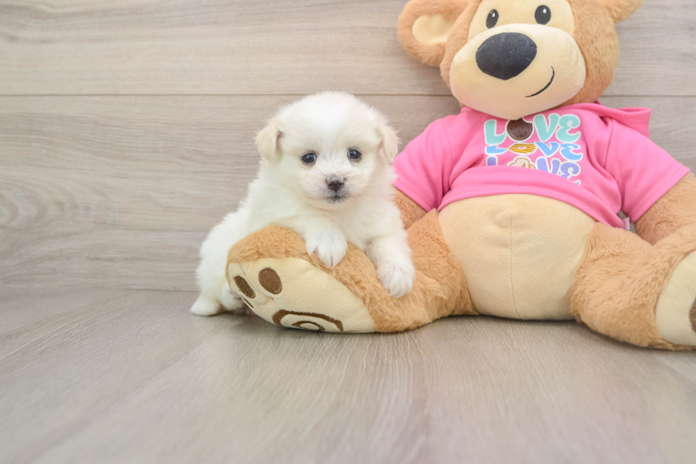 Pomachon Pup Being Cute
