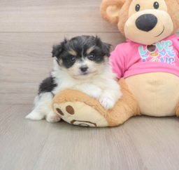 5 week old Pomachon Puppy For Sale - Lone Star Pups