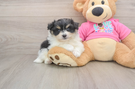 Popular Pomachon Designer Pup