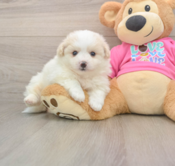 5 week old Pomachon Puppy For Sale - Lone Star Pups